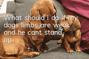 What should I do if my dog’s limbs are weak and he can’t stand up?