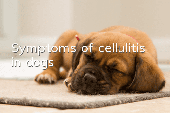 Symptoms of cellulitis in dogs