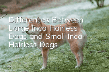 Differences Between Large Inca Hairless Dogs and Small Inca Hairless Dogs