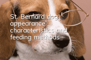 St. Bernard dog appearance characteristics and feeding methods