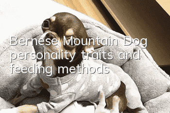 Bernese Mountain Dog personality traits and feeding methods