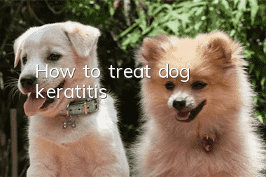 How to treat dog keratitis