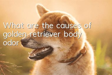 What are the causes of golden retriever body odor?