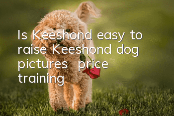 Is Keeshond easy to raise? Keeshond dog pictures | price | training