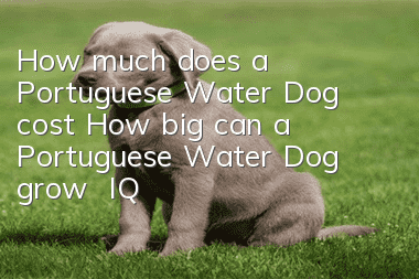 How much does a Portuguese Water Dog cost? How big can a Portuguese Water Dog grow | IQ