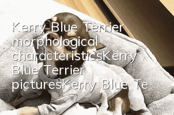 Kerry Blue Terrier morphological characteristics_Kerry Blue Terrier pictures_Kerry Blue Terrier breeding_How much does one cost?