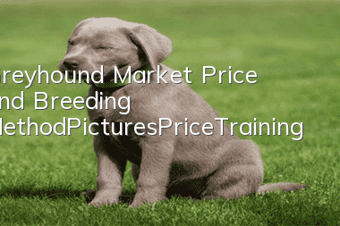 Greyhound Market Price and Breeding Method_Pictures|Price|Training