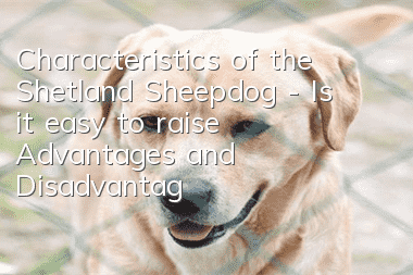Characteristics of the Shetland Sheepdog - Is it easy to raise? Advantages and Disadvantages of Shetland_Training