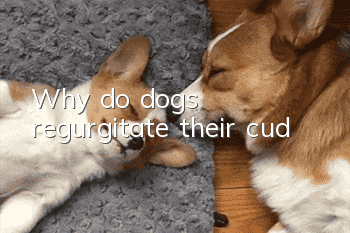 Why do dogs regurgitate their cud?