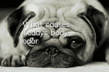 What causes Teddy's body odor?