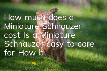 How much does a Miniature Schnauzer cost? Is a Miniature Schnauzer easy to care for? How big can it grow? | Is it clingy?