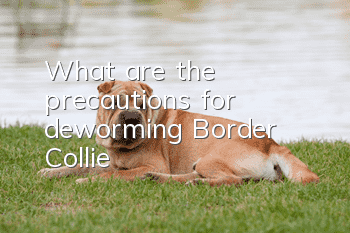What are the precautions for deworming Border Collie?
