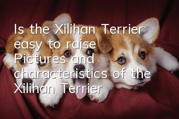 Is the Xilihan Terrier easy to raise? Pictures and characteristics of the Xilihan Terrier | Price | How much does it cost