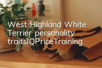 West Highland White Terrier personality traits_IQ|Price|Training