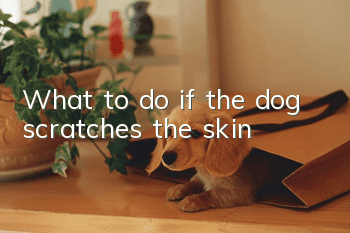 What to do if the dog scratches the skin