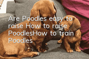 Are Poodles easy to raise? How to raise Poodles_How to train Poodles