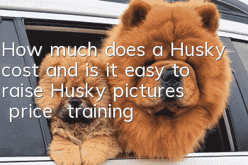 How much does a Husky cost and is it easy to raise? Husky pictures | price | training