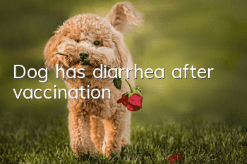 Dog has diarrhea after vaccination