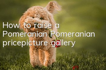 How to raise a Pomeranian? Pomeranian price_picture gallery