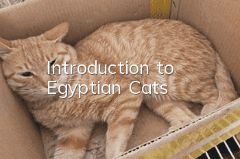 Introduction to Egyptian Cats