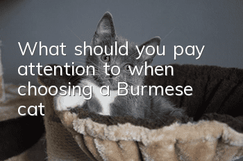 What should you pay attention to when choosing a Burmese cat?