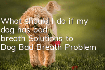 What should I do if my dog has bad breath? Solutions to Dog Bad Breath Problem