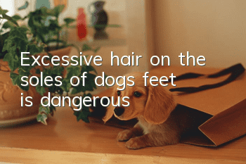 Excessive hair on the soles of dogs’ feet is dangerous