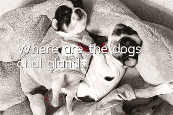 Where are the dog’s anal glands?