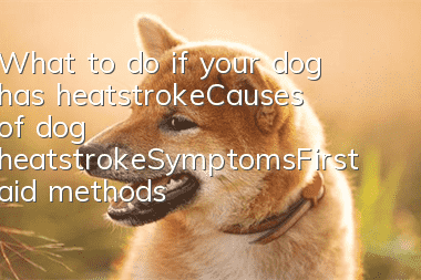 What to do if your dog has heatstroke_Causes of dog heatstroke_Symptoms_First aid methods