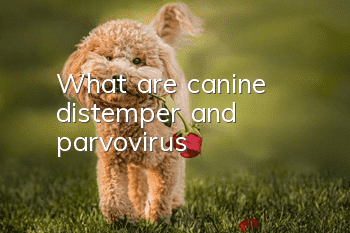 What are canine distemper and parvovirus?