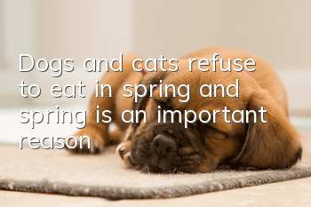 Dogs and cats refuse to eat in spring, and spring is an important reason!