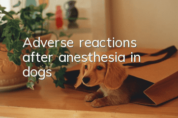 Adverse reactions after anesthesia in dogs