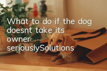 What to do if the dog doesn’t take its owner seriously_Solutions