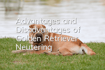 Advantages and Disadvantages of Golden Retriever Neutering