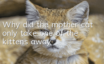 Why did the mother cat only take one of the kittens away?