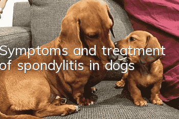 Symptoms and treatment of spondylitis in dogs