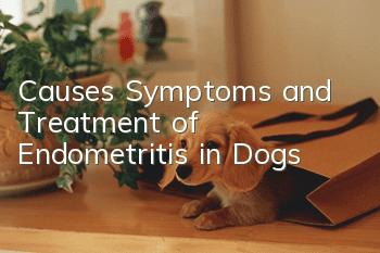 Causes, Symptoms, and Treatment of Endometritis in Dogs