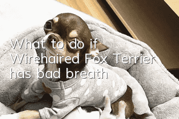 What to do if Wirehaired Fox Terrier has bad breath