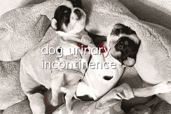 dog urinary incontinence