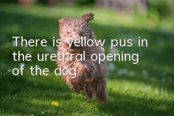 There is yellow pus in the urethral opening of the dog