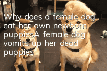 Why does a female dog eat her own newborn puppies_A female dog vomits up her dead puppies