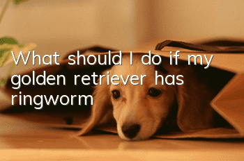 What should I do if my golden retriever has ringworm?