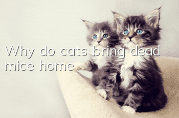 Why do cats bring dead mice home?