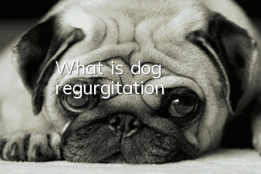 What is dog regurgitation?