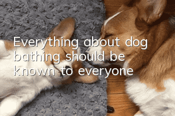 Everything about dog bathing should be known to everyone!