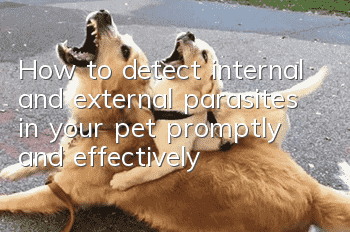How to detect internal and external parasites in your pet promptly and effectively?