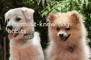 Ten must-know dog habits