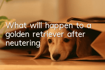 What will happen to a golden retriever after neutering?