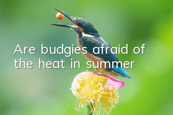 Are budgies afraid of the heat in summer?