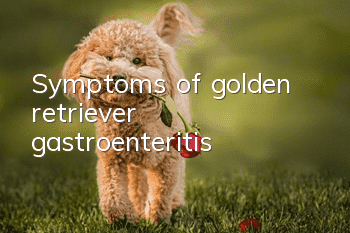 Symptoms of golden retriever gastroenteritis
